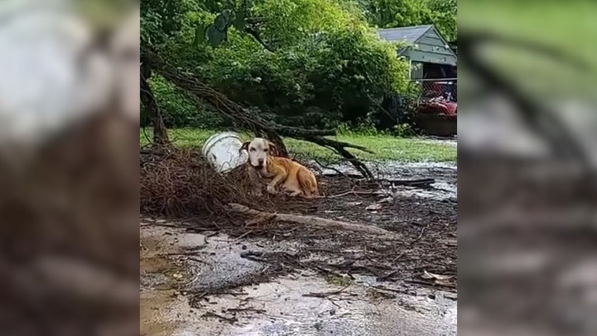 Rescuers Shocked To Find A Pregnant Dog Living On A Chain Outside Of Her Own House