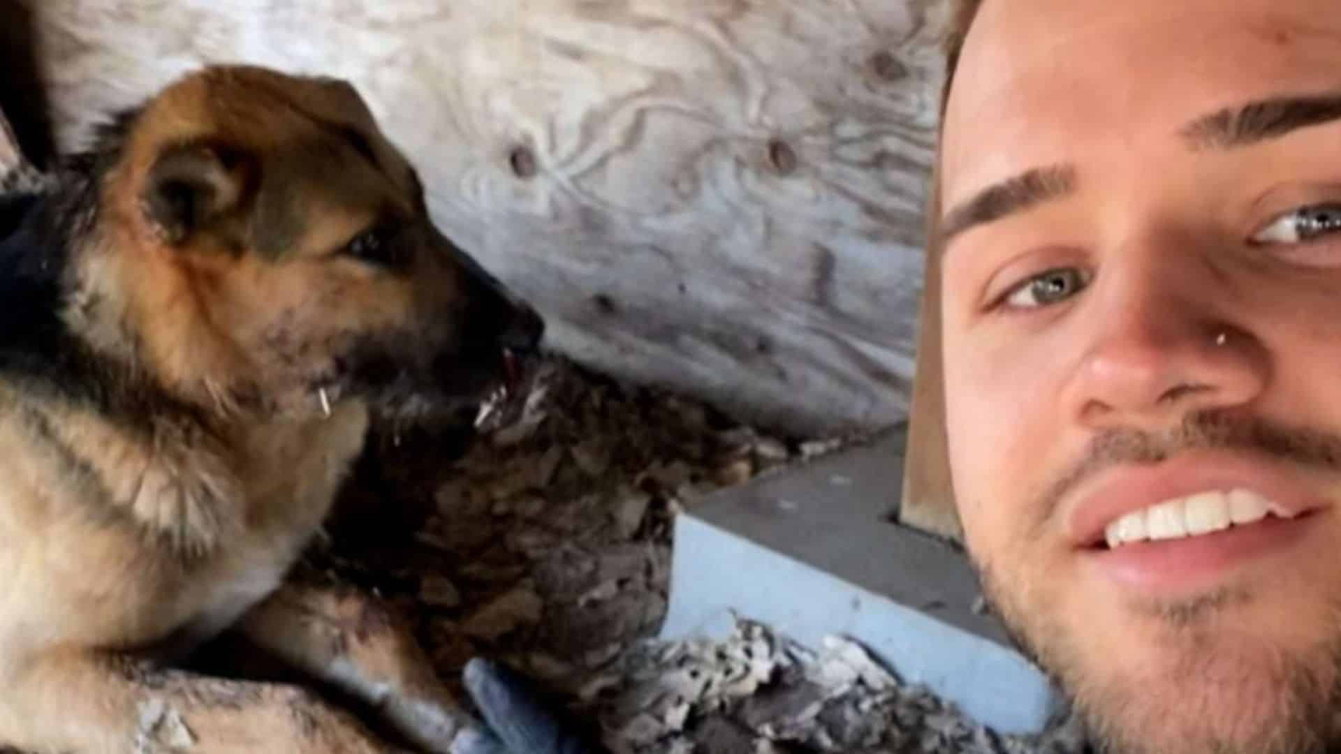 German Shepherd Meets A Porcupine And It’s Not The Friendliest Meeting Ever