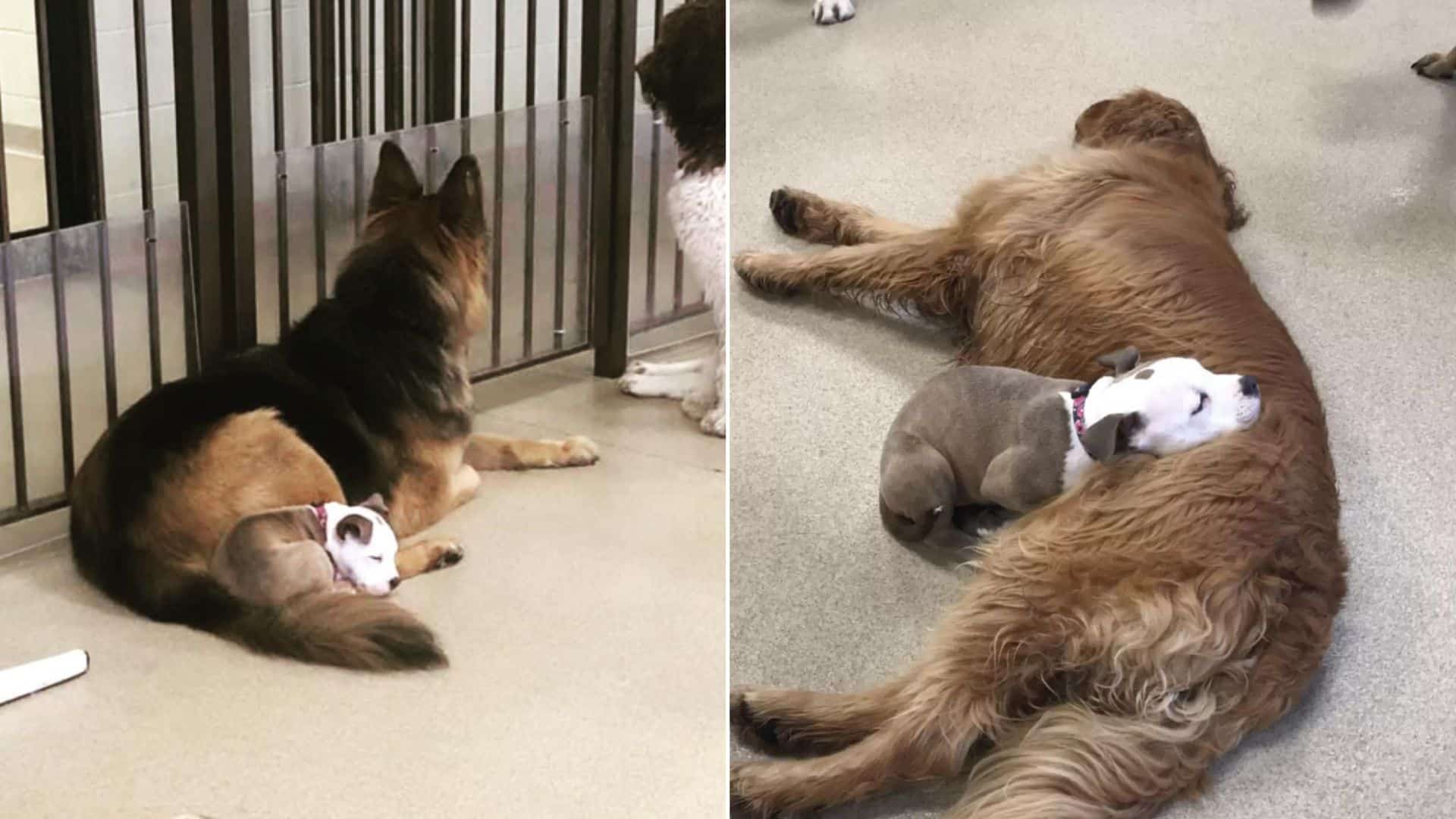 Adorable Puppy From Wisconsin Loves Taking Naps On Her Fluffiest Daycare Buddies