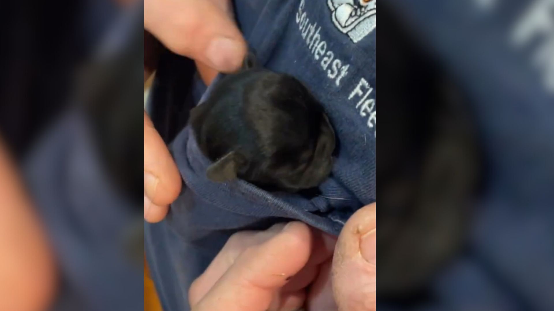 This Puppy Is So Tiny That She Fits In Her Owner’s T-Shirt Pocket, It Is So Heartwarming