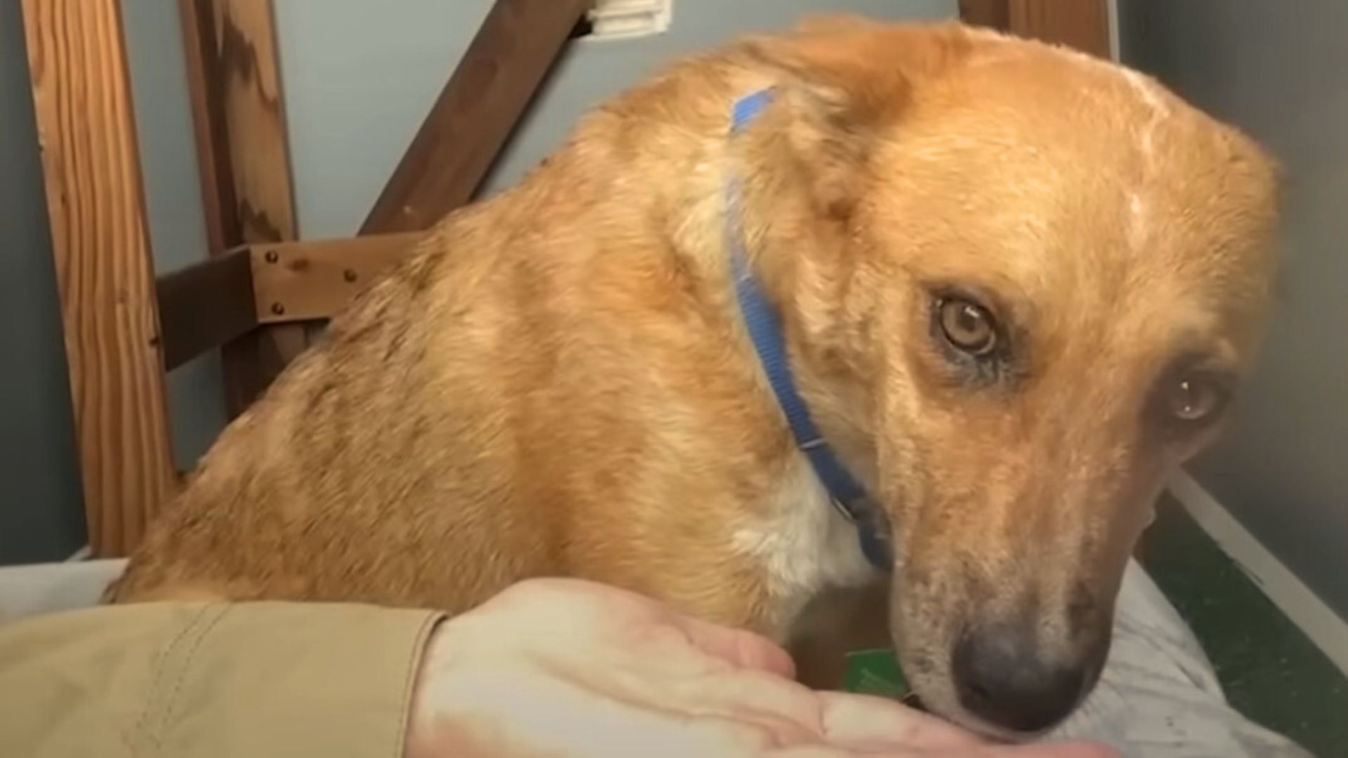 Rescue Dog Is Too Afraid To Go In A House Until She Met The Most Special Person