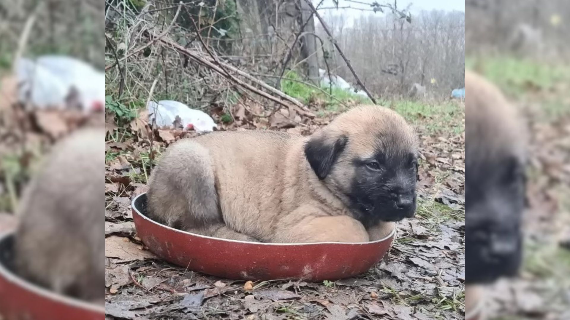 Kind Farmer Found This Sweet Pup Who Was Abandoned By His Owner