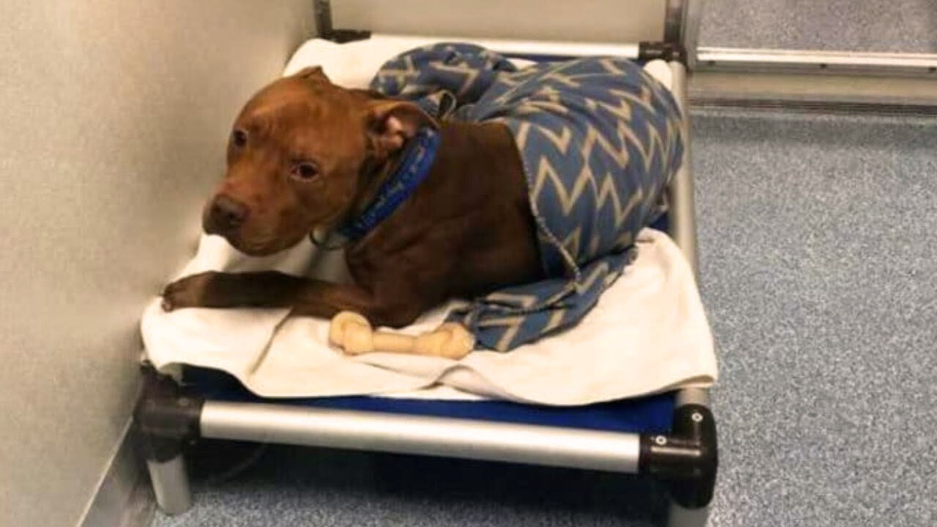 Fearful Pittie Doesn’t Want To Sleep Without His Special Bedtime Routine