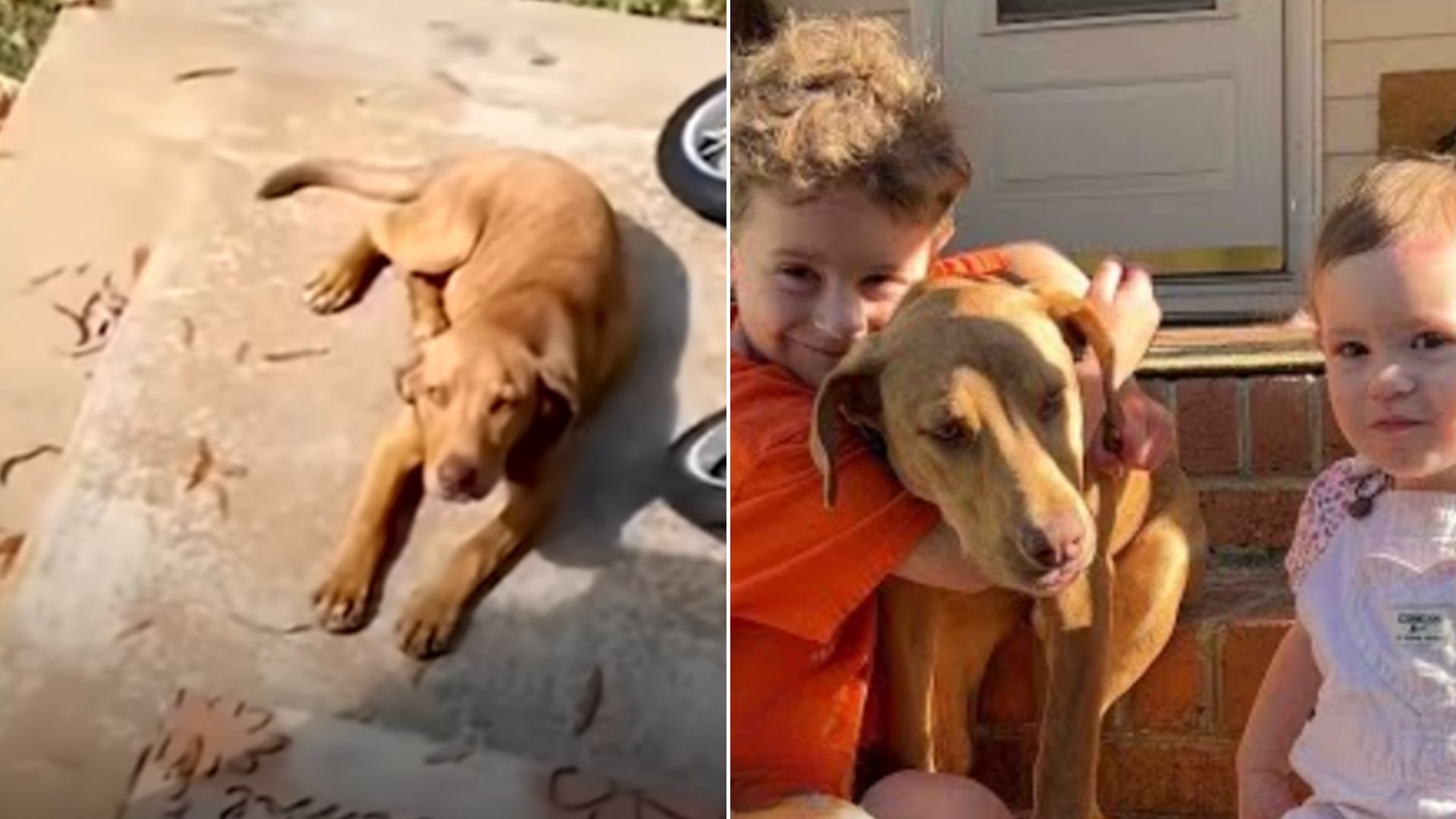 While Restlessly Looking For A New Home, This Adorable And Very Tired Pup Fell Asleep On Somebody’s Doorstep