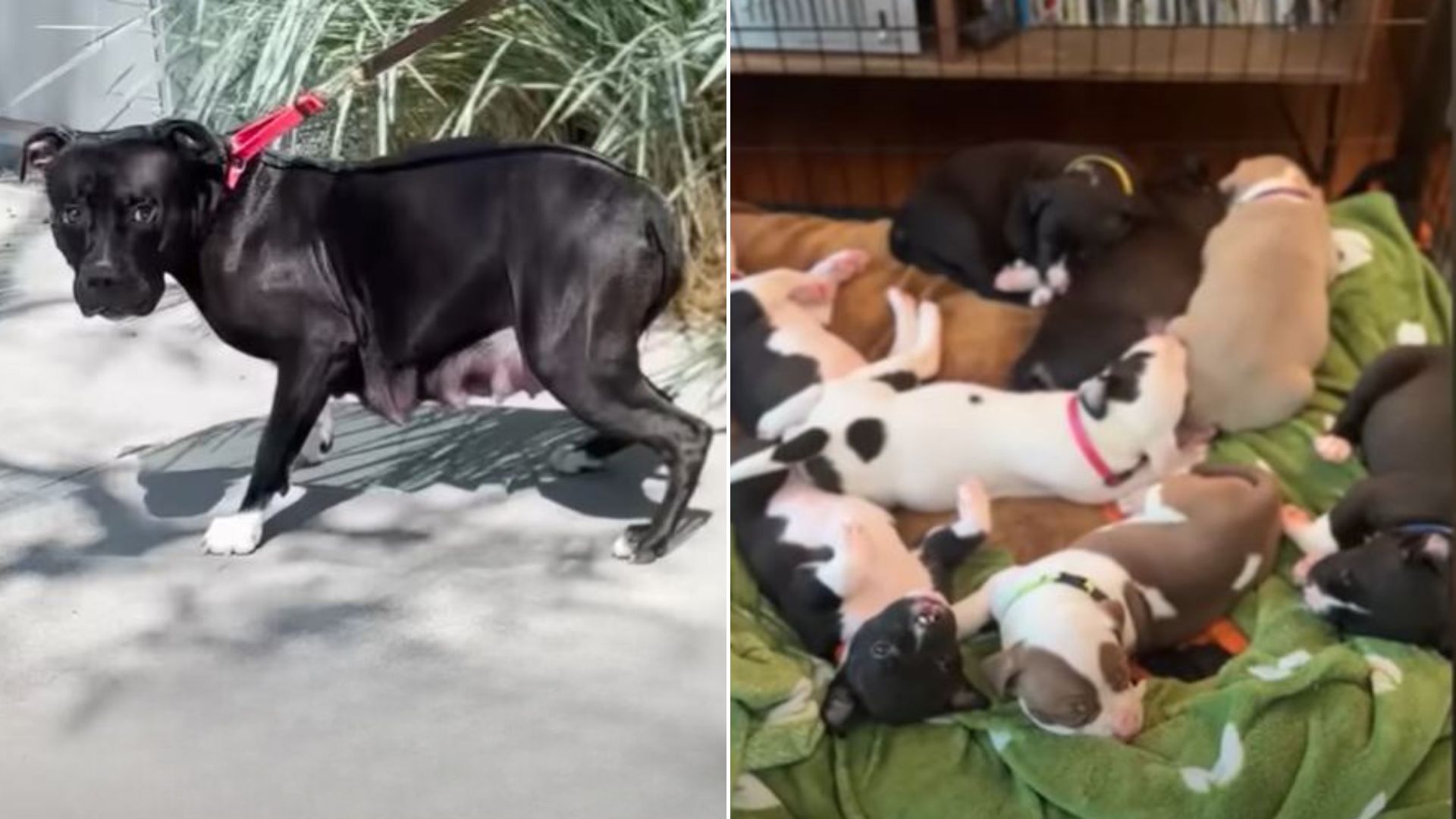 This Sweet Dog Family Desperately Needed Help So A Couple Volunteered To Foster Them