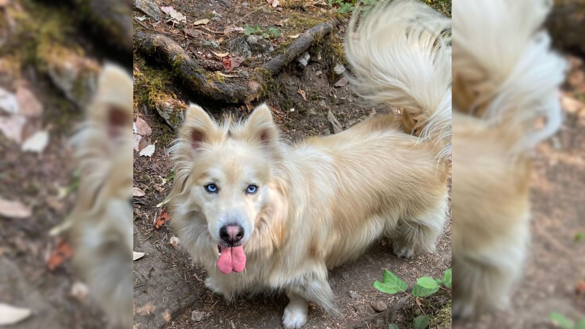 This Sweet Rescue Dog Bunny Hopping Through Life Will Brighten Your Day