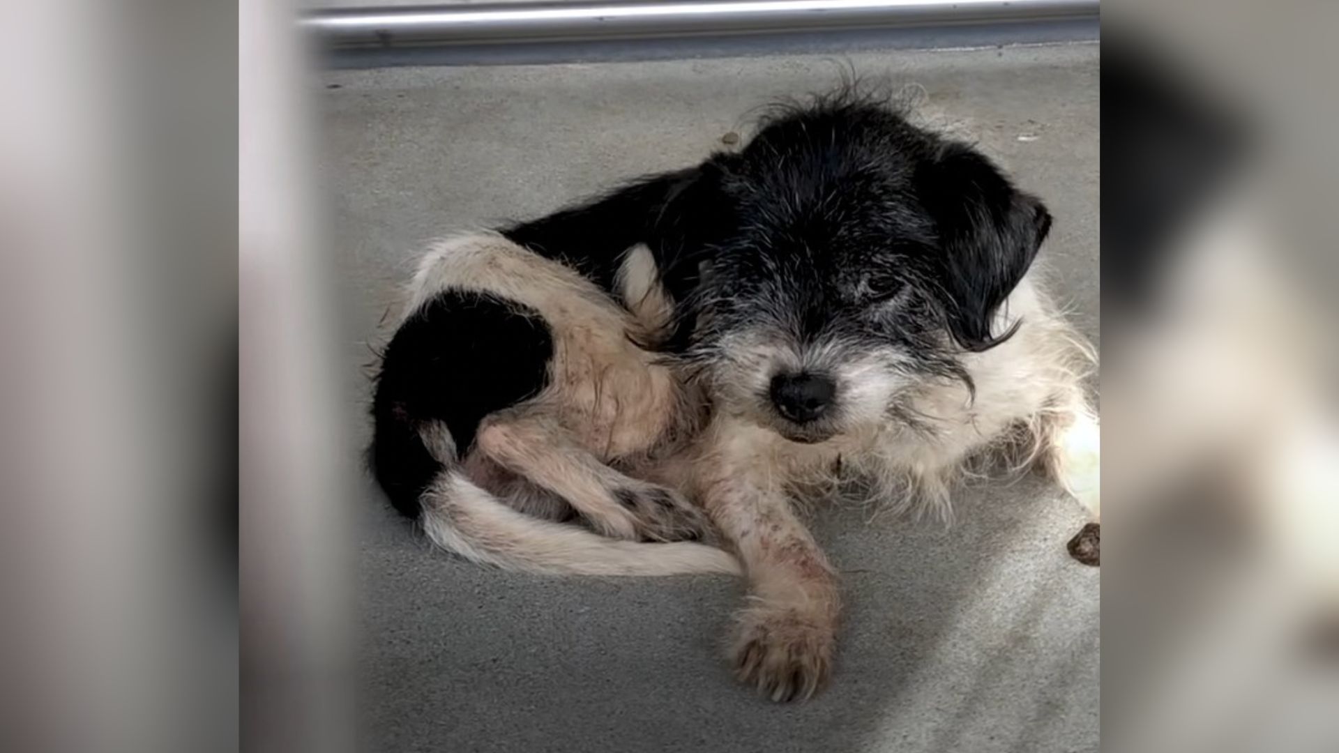 Scared Senior Dog Can’t Stop Shaking Until He Feels True Love