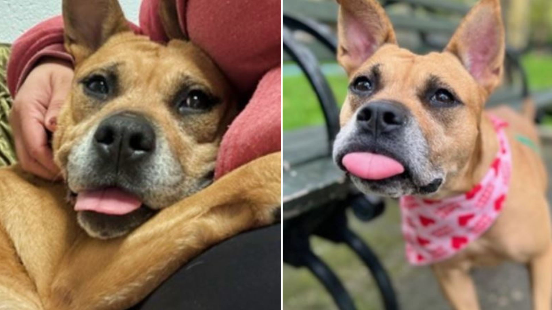 Adorable Dog Is Struggling To Find A Home For over 200 Days