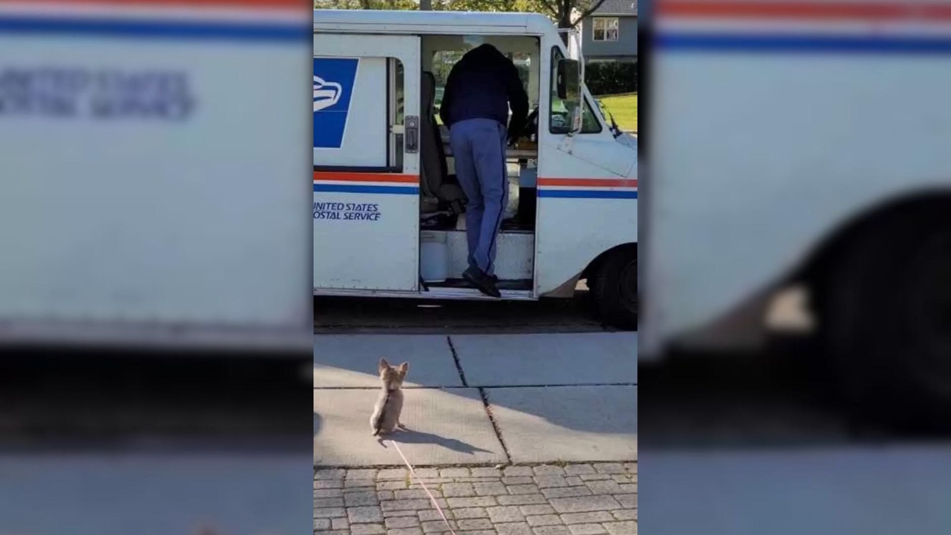 This Tiny Chihuahua Is In Love With Her Postman Dan 