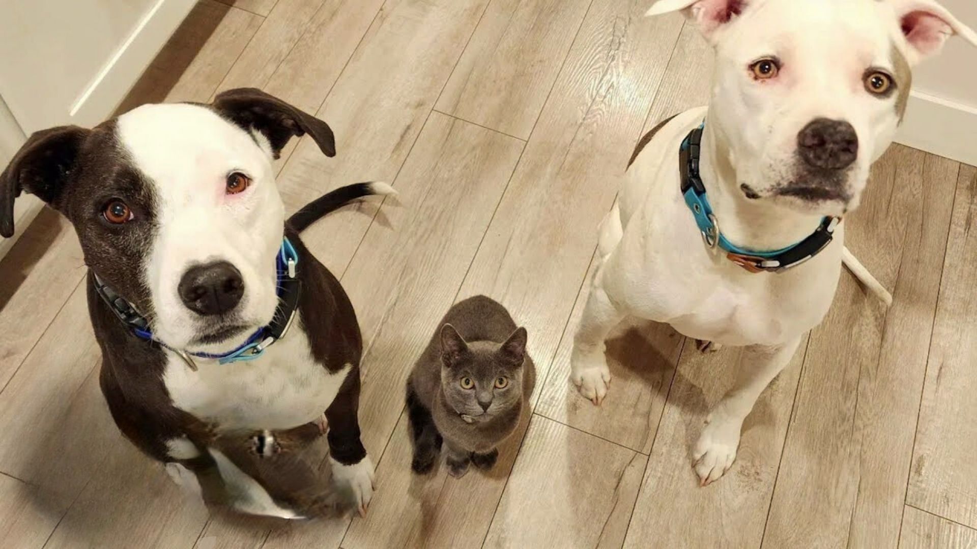 This Tiny Kitten Can’t Get Enough Of Her Two Pit Bull Brothers