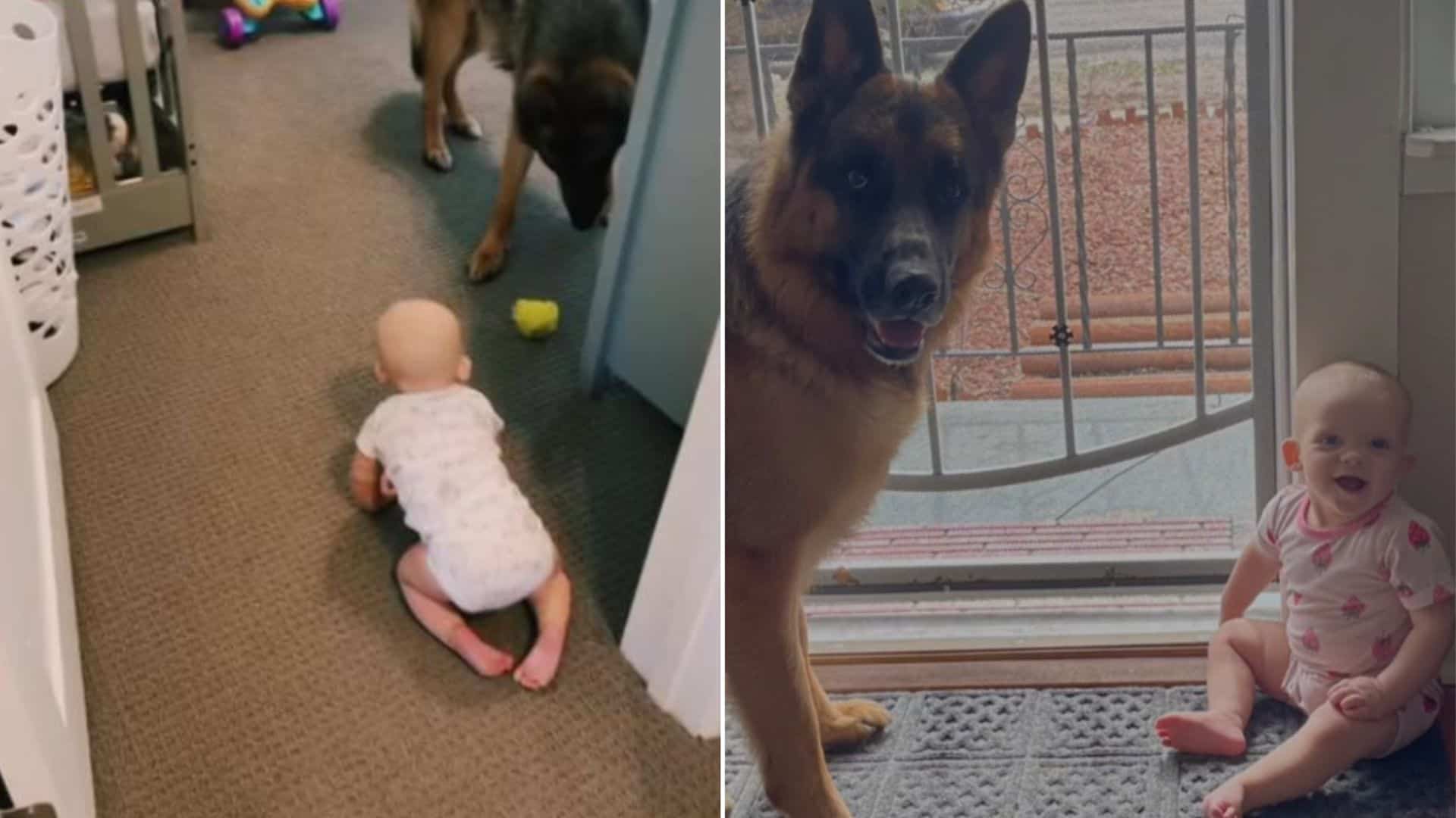 This Little Baby And Her German Shepherd Sibling Have A Blast Playing Together