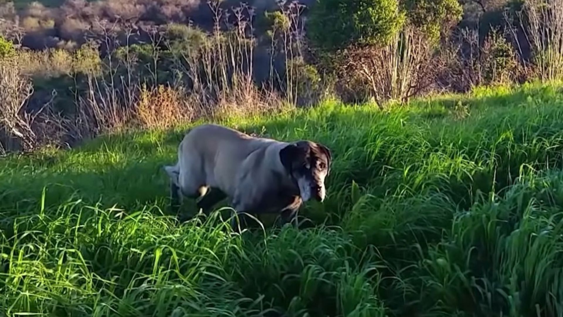 This Woman Noticed A Dog In Need And Spent 3 Years Trying To Rescue Him