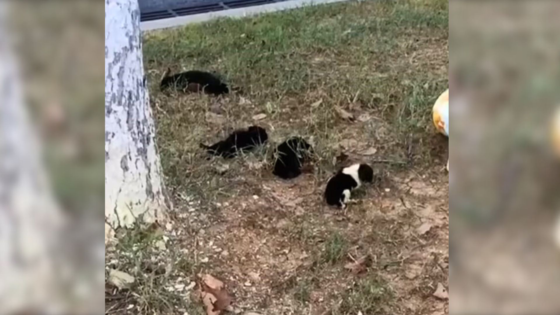 Woman Stumbles Upon 4 Tiny Puppies Lying Motionless On The Side Of The Road