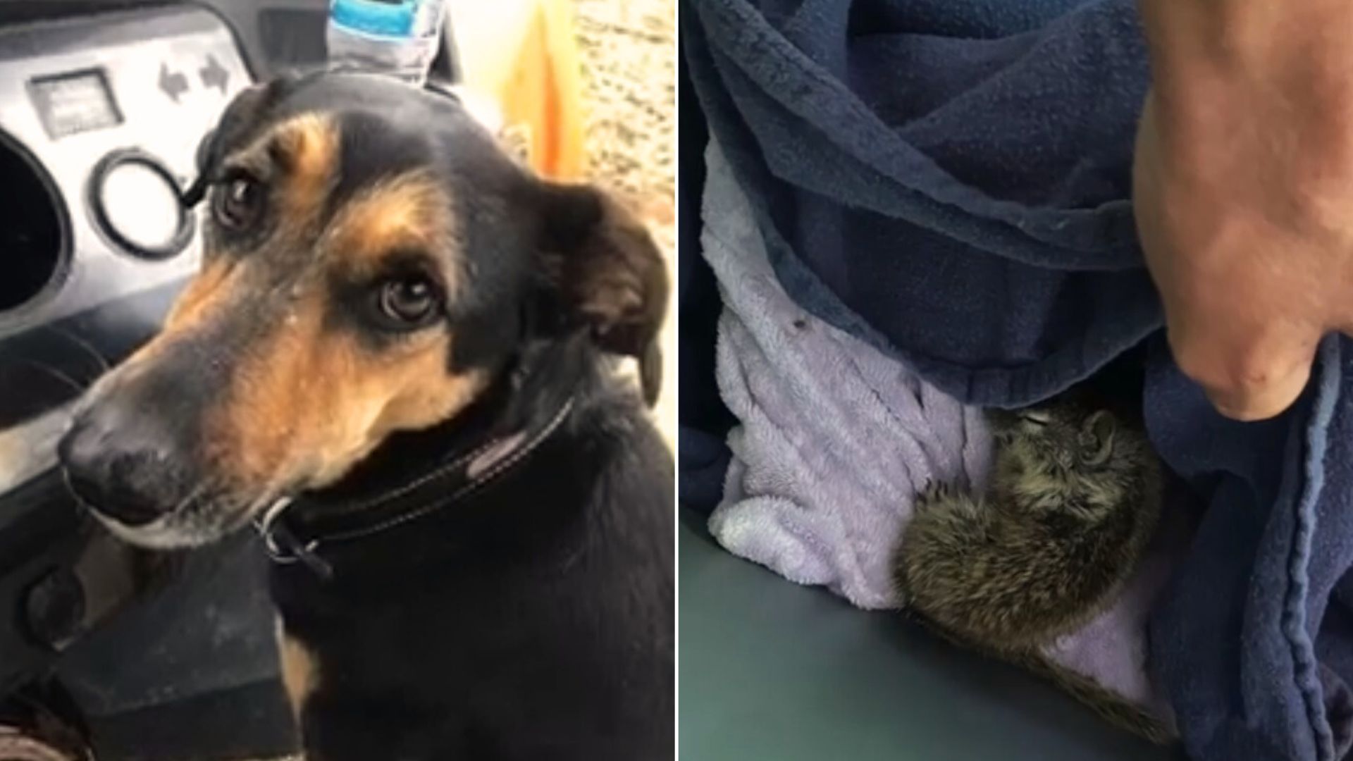 Family Dog Brings An Unexpected ‘Friend’ From The Forest And Shocks His Owners