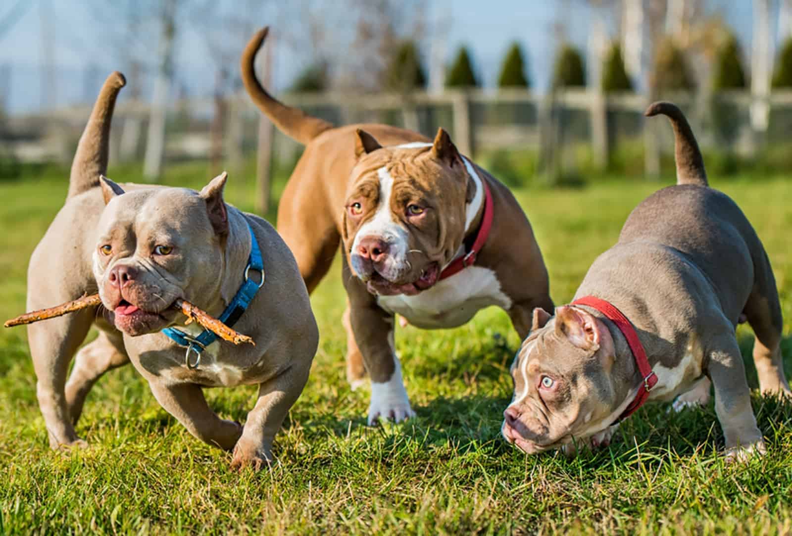 three american bulldogs in the park