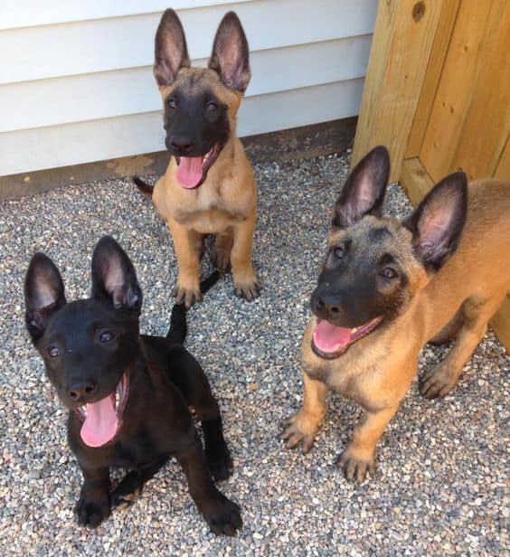three belgian malinois puppies look into the camera