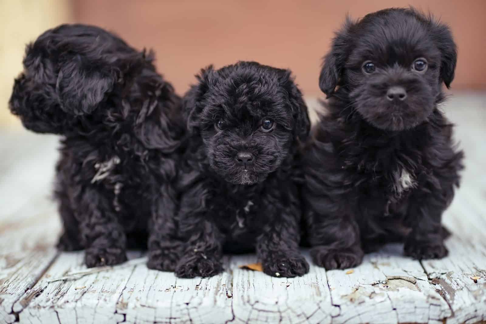 three black puppies yorkie poo standing next to each other