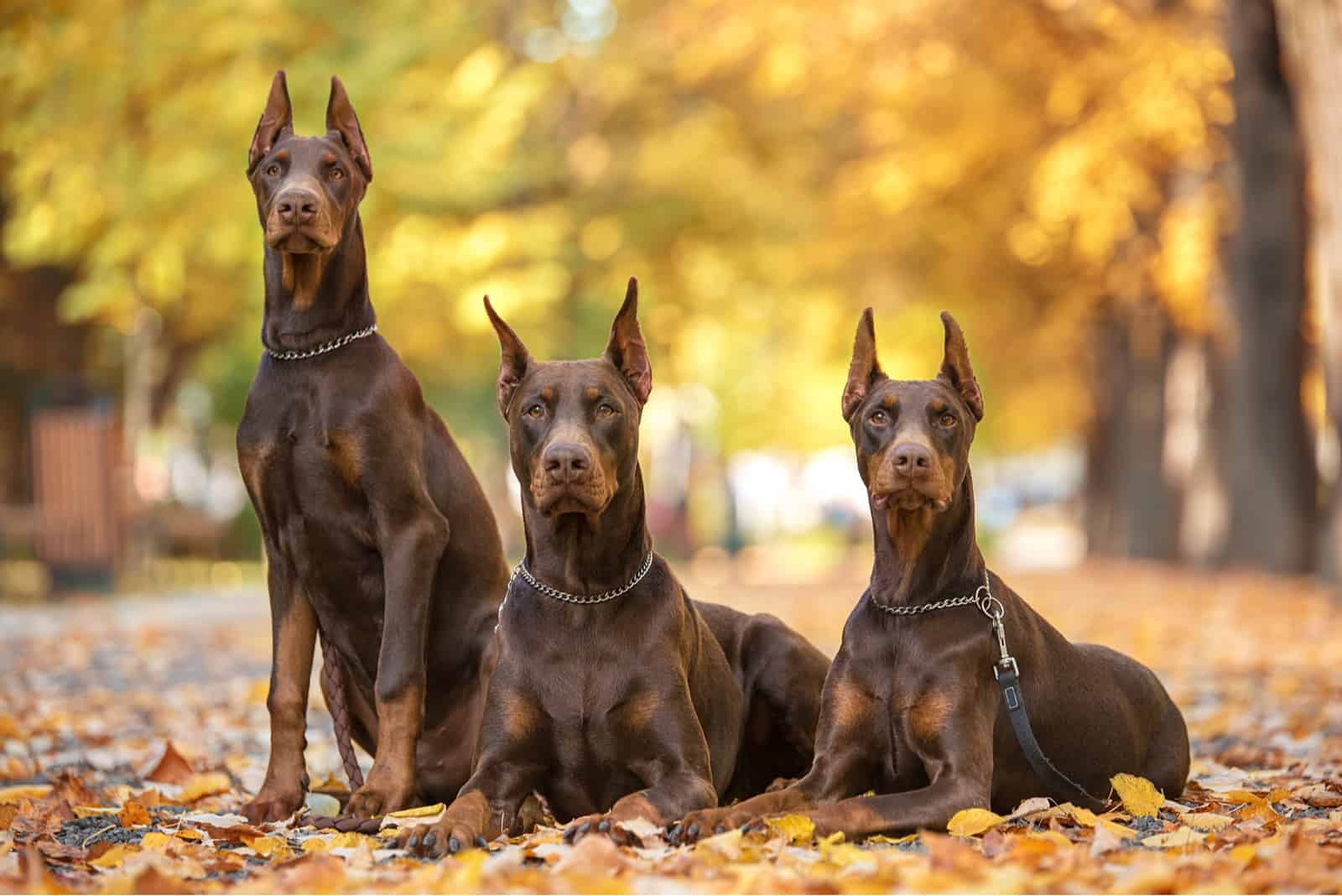 three brown dobermans resting in the woods