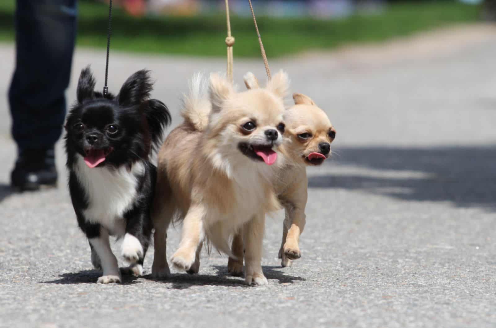 three chihuahuas walking on the road