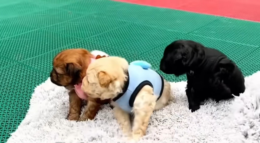 three cute puppies