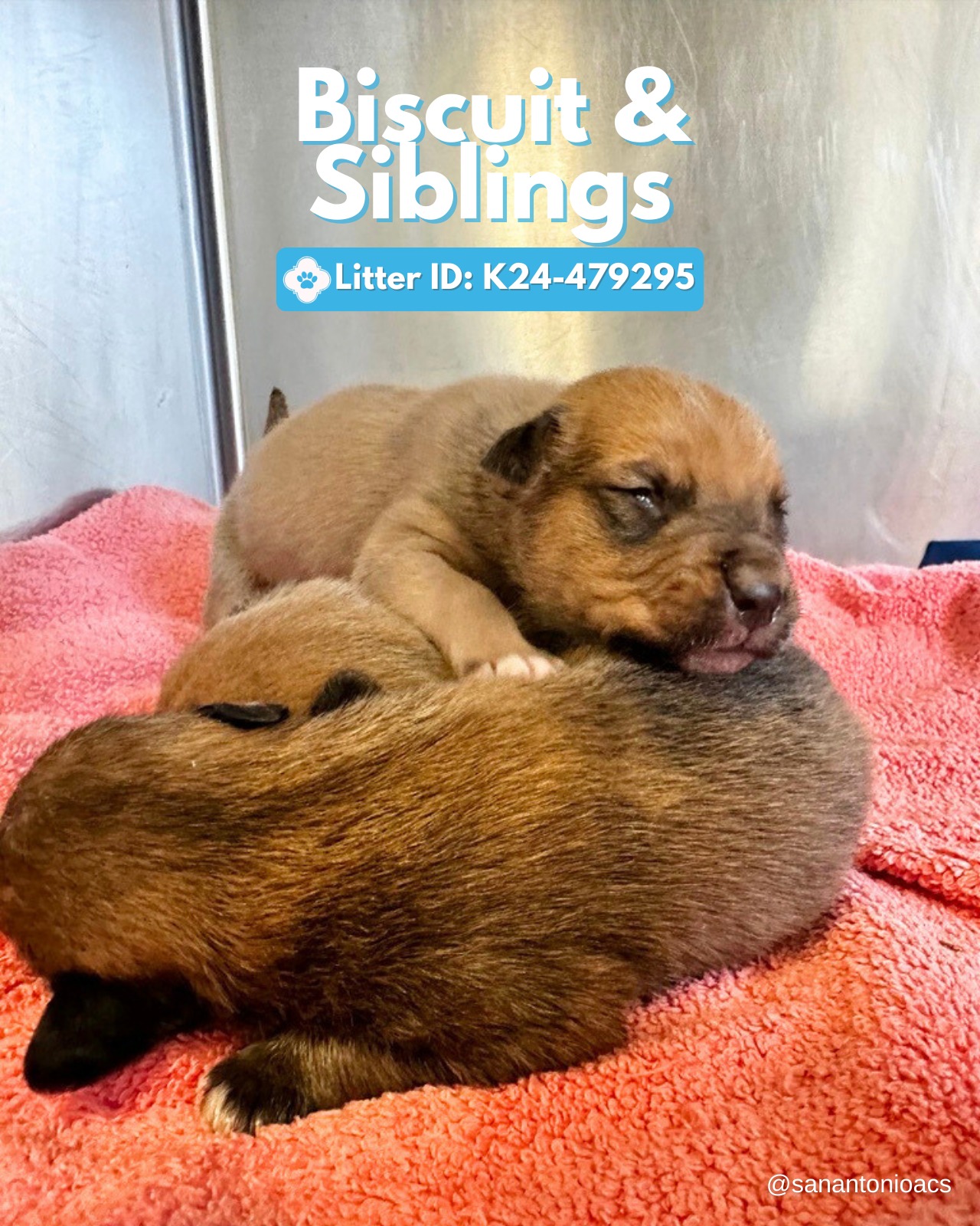 three cute puppies laying together