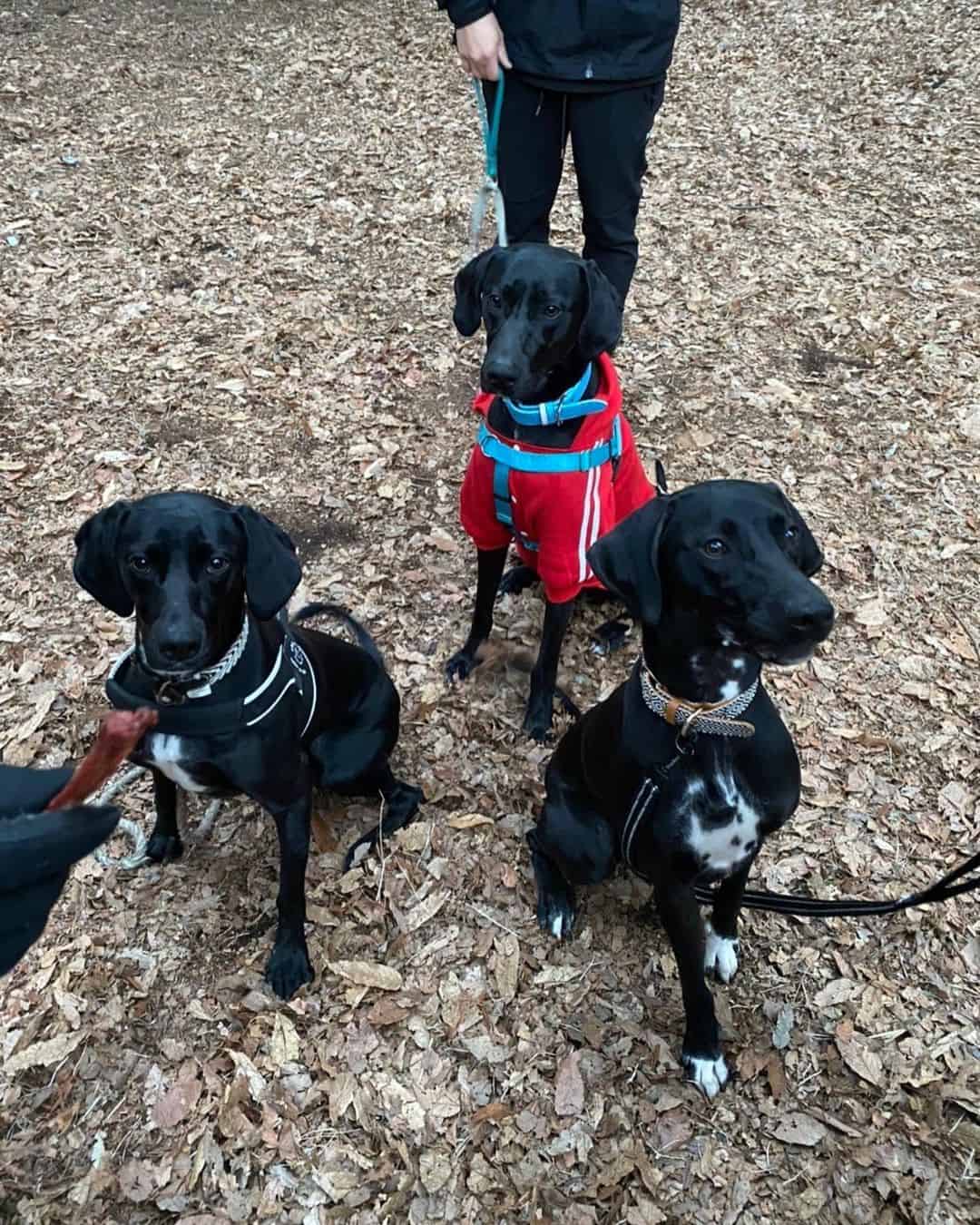 three Dalmaraner dogs are sitting