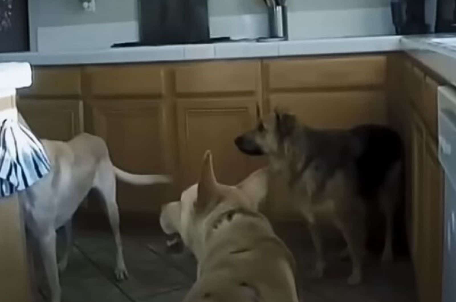 three dogs in the kitchen