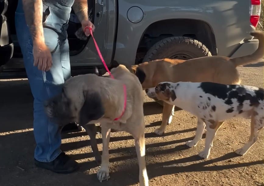 three dogs and owner