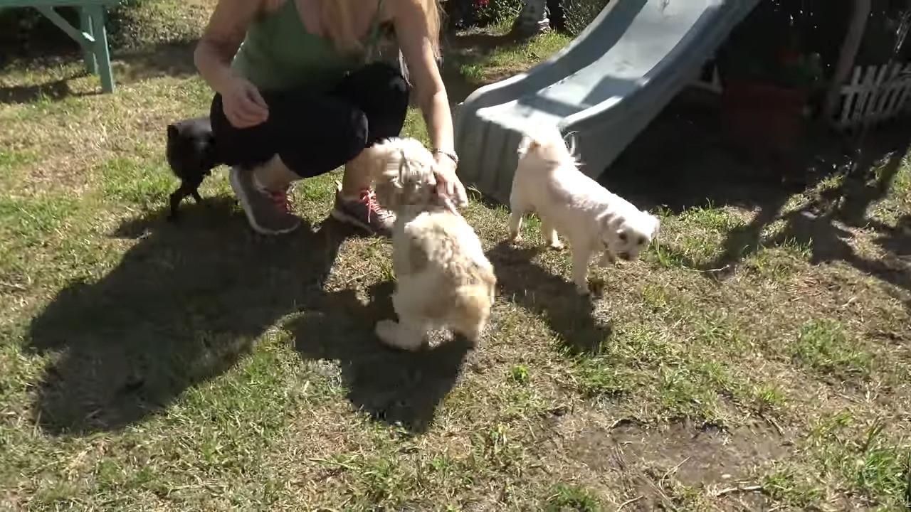 three dogs and woman