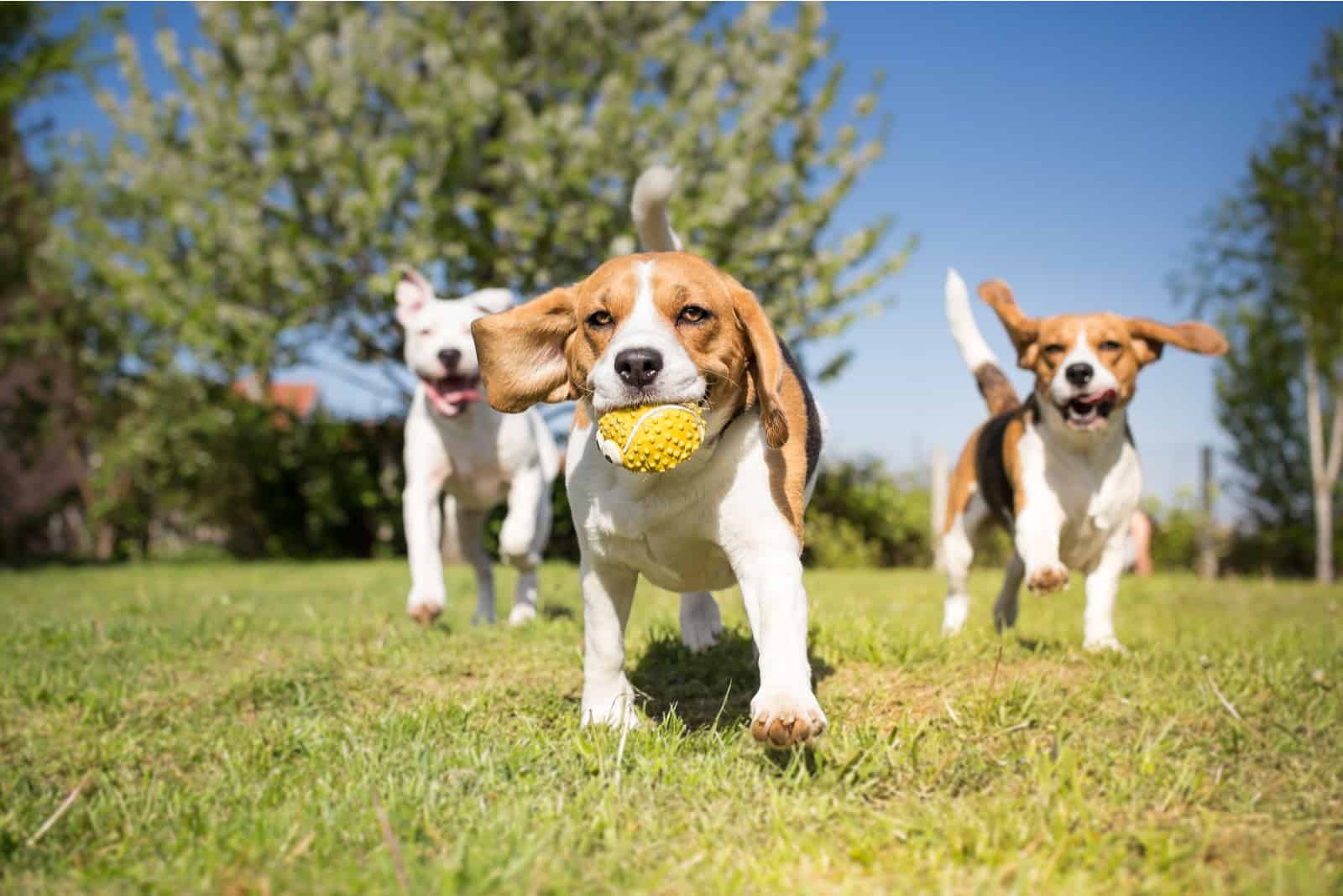 three dogs are playing in the park