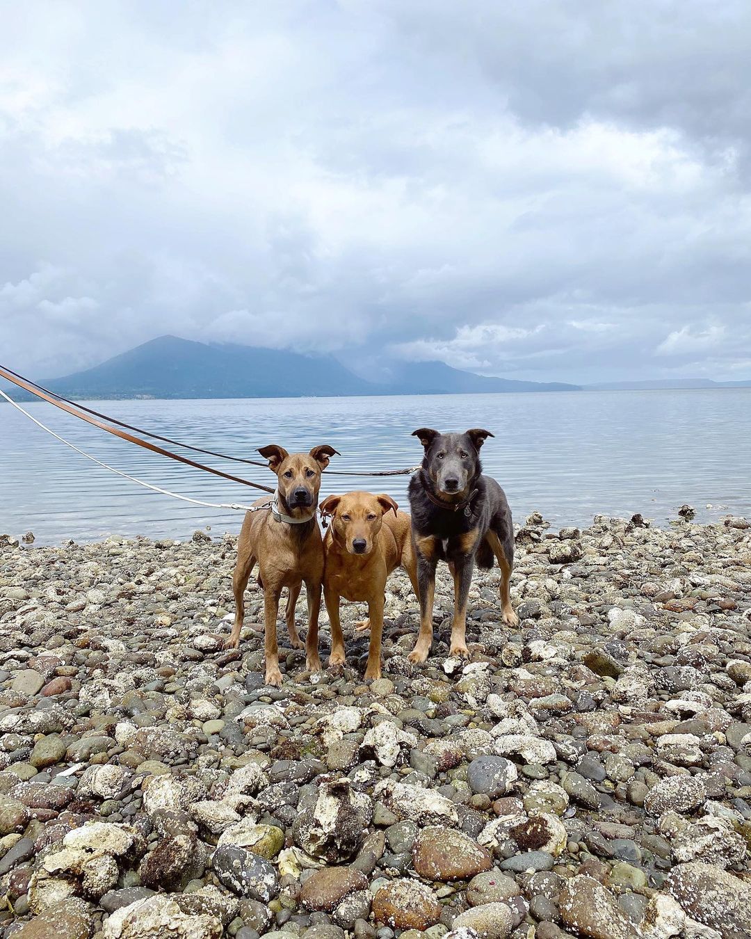 three dogs at the beach