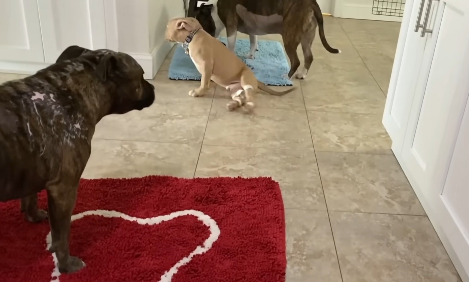 three dogs in hallway