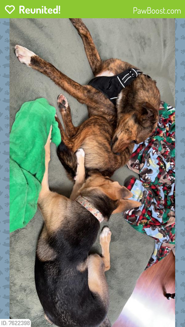 Three dogs laying down on the floor