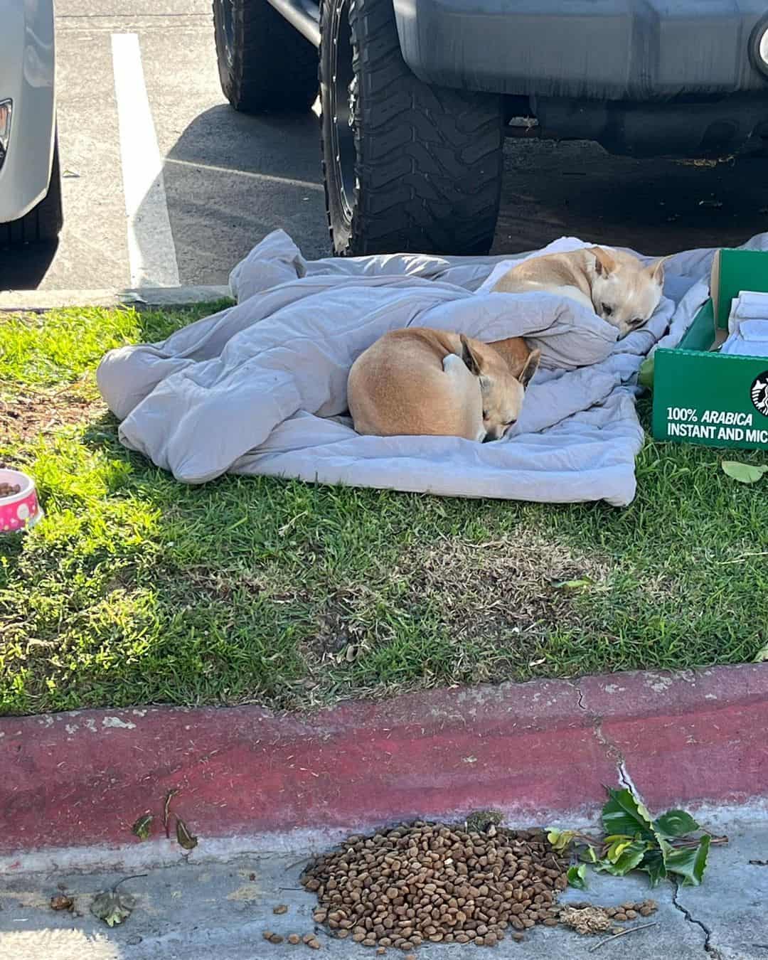 Three dogs laying near car