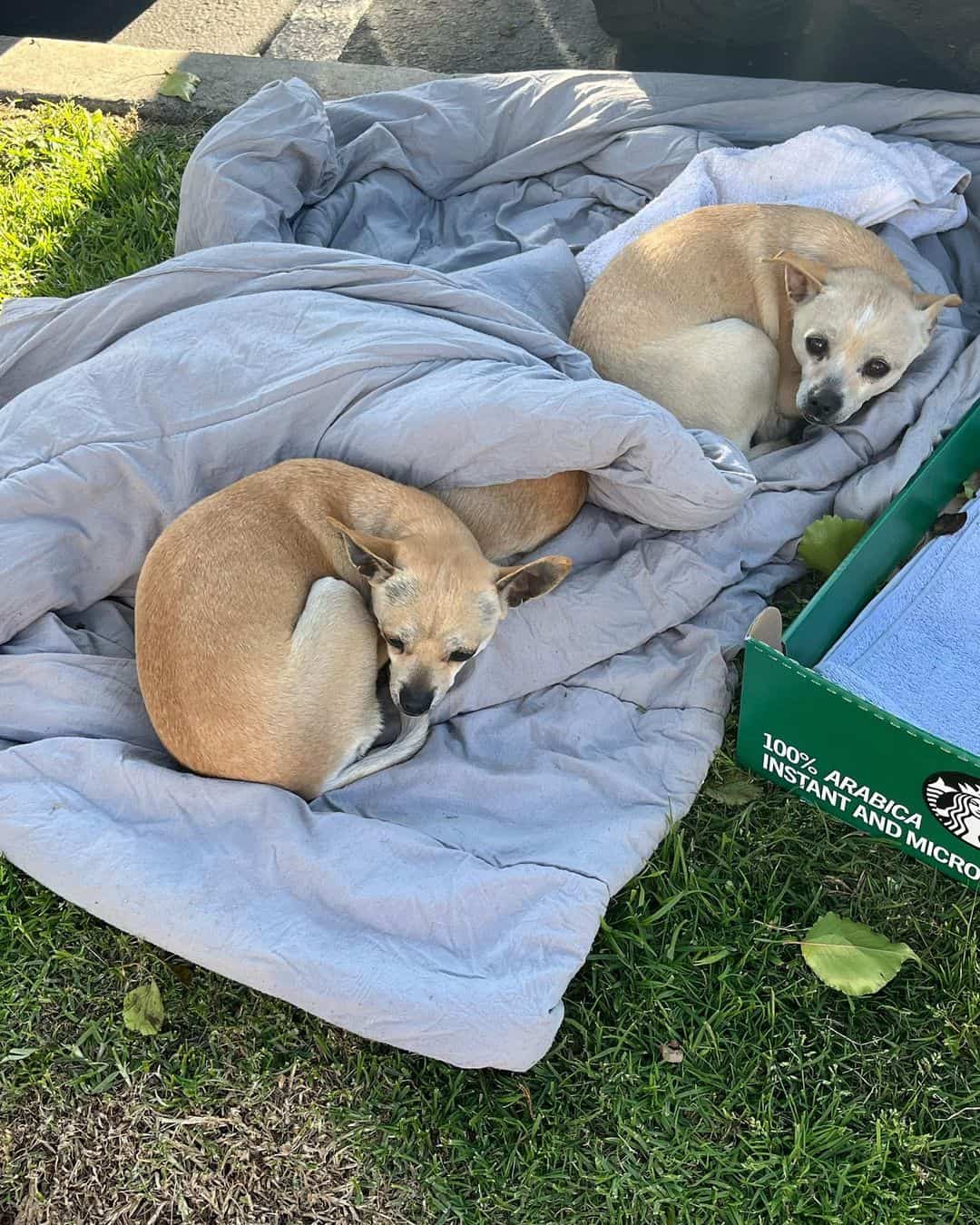 Three dogs laying on the pic