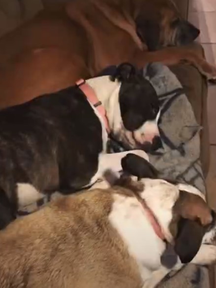 three dogs lying next to each other