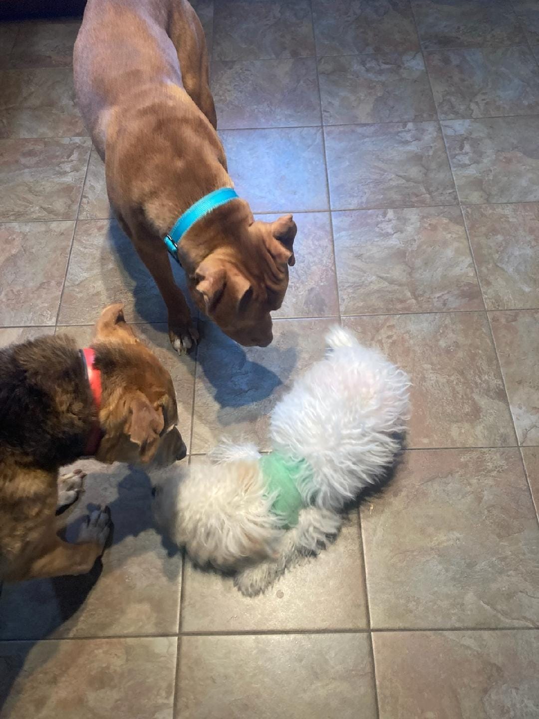 three dogs lying on tile