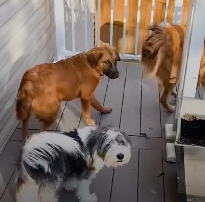 three dogs on a deck