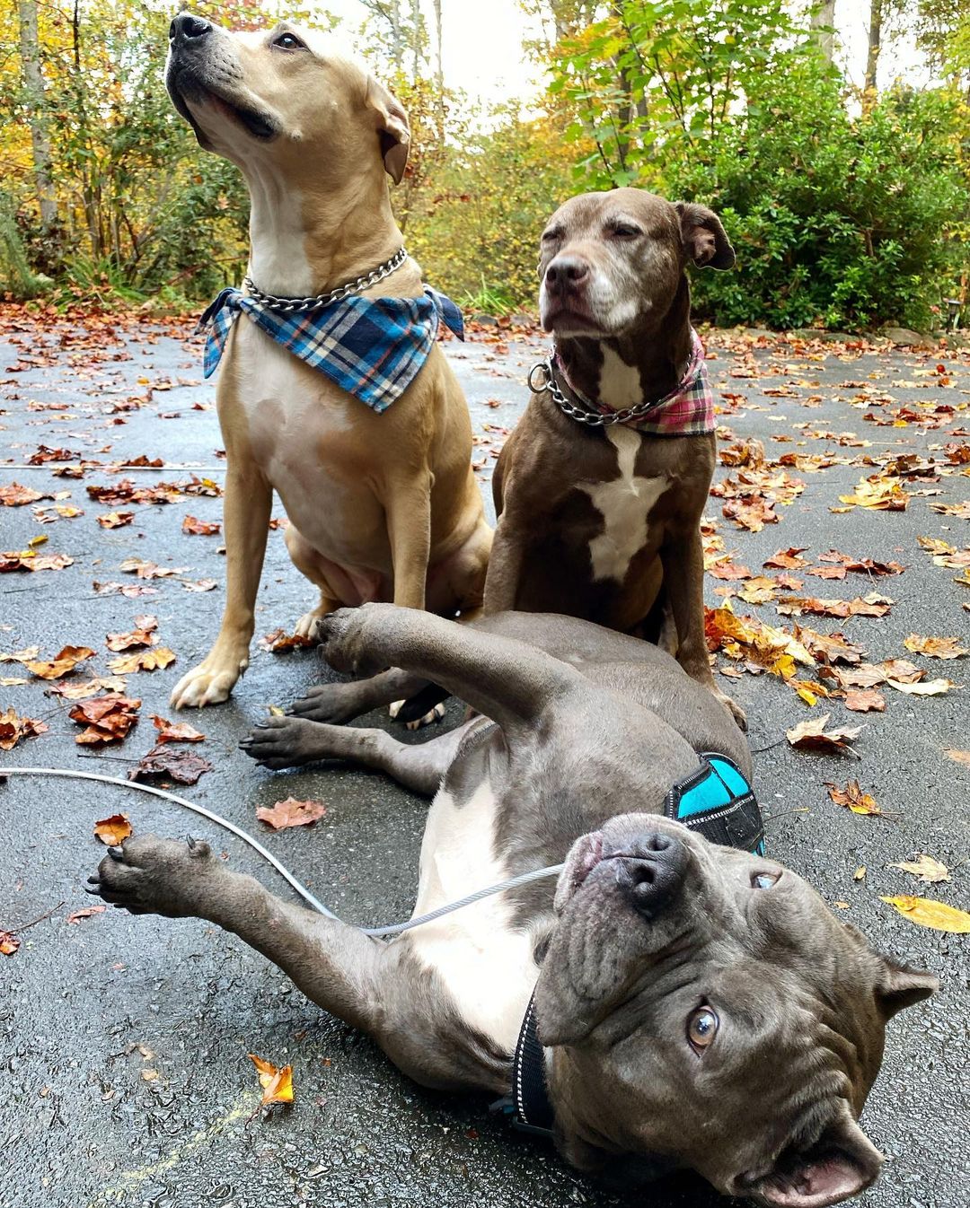 three dogs on the street