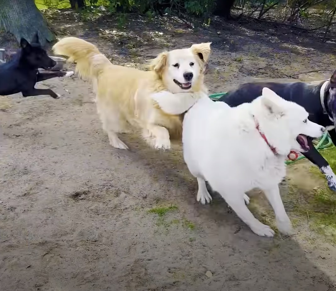 three dogs playing