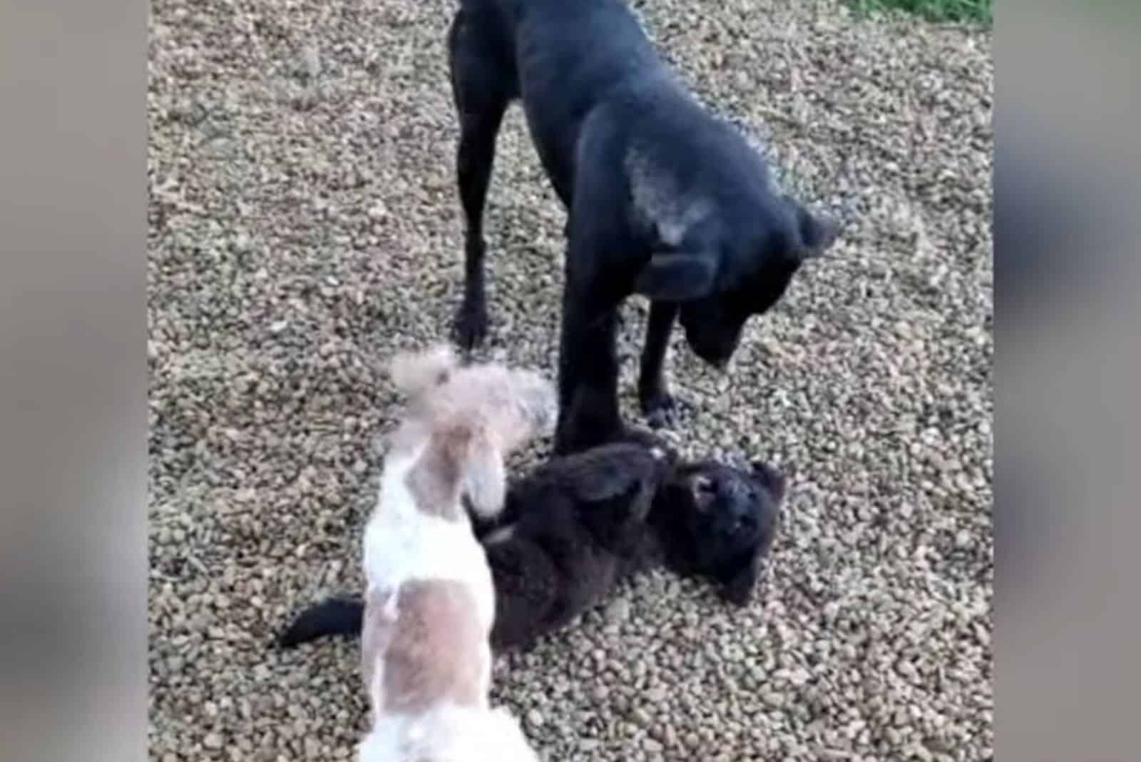 three dogs playing outdoors