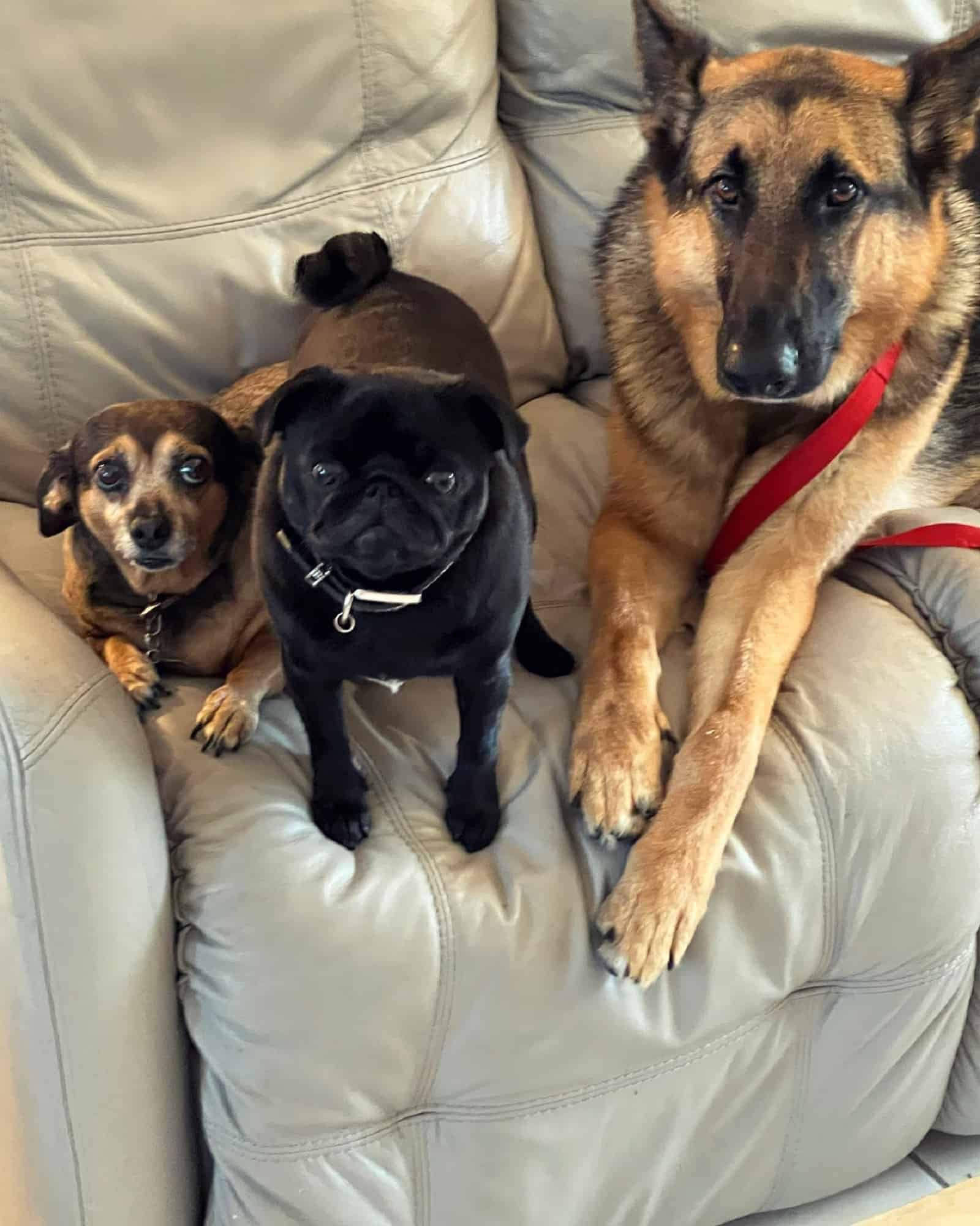 three dogs sitting together on the couch