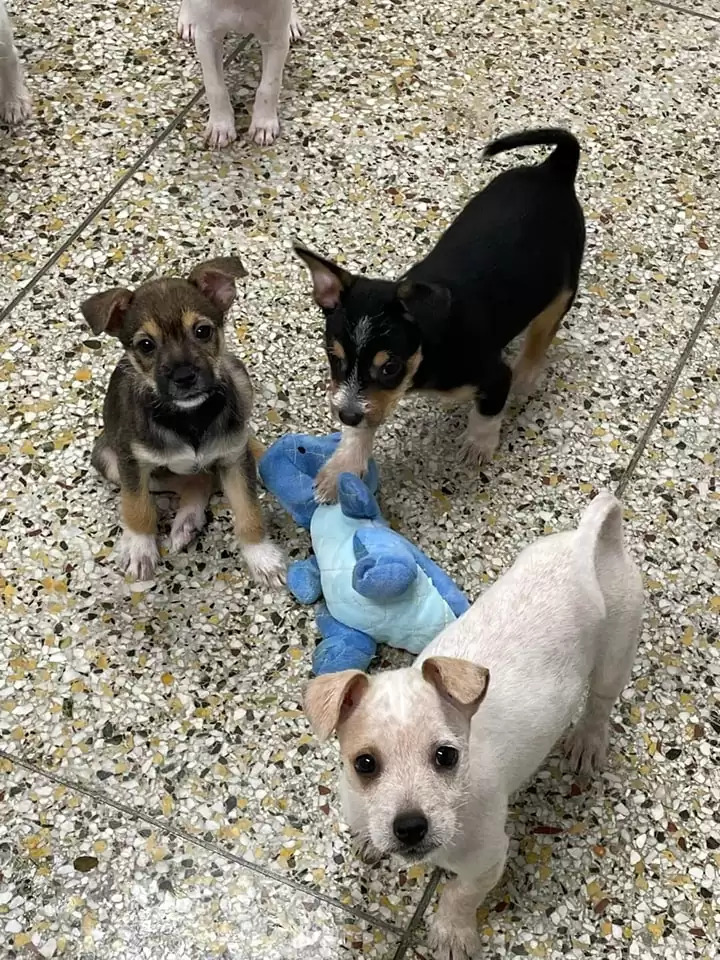 three dogs standing by a blue dog toy and looking at the camera