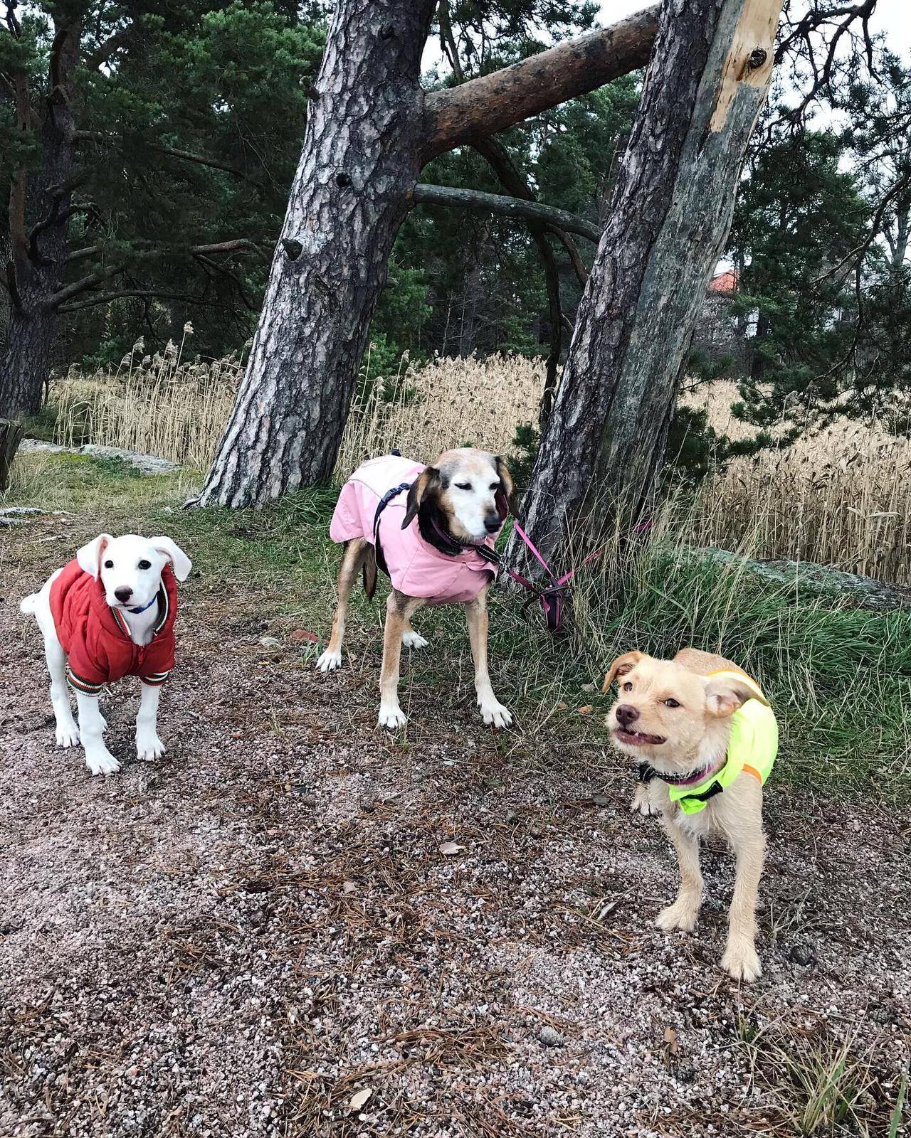 three dogs wearing dog clothes outdoor