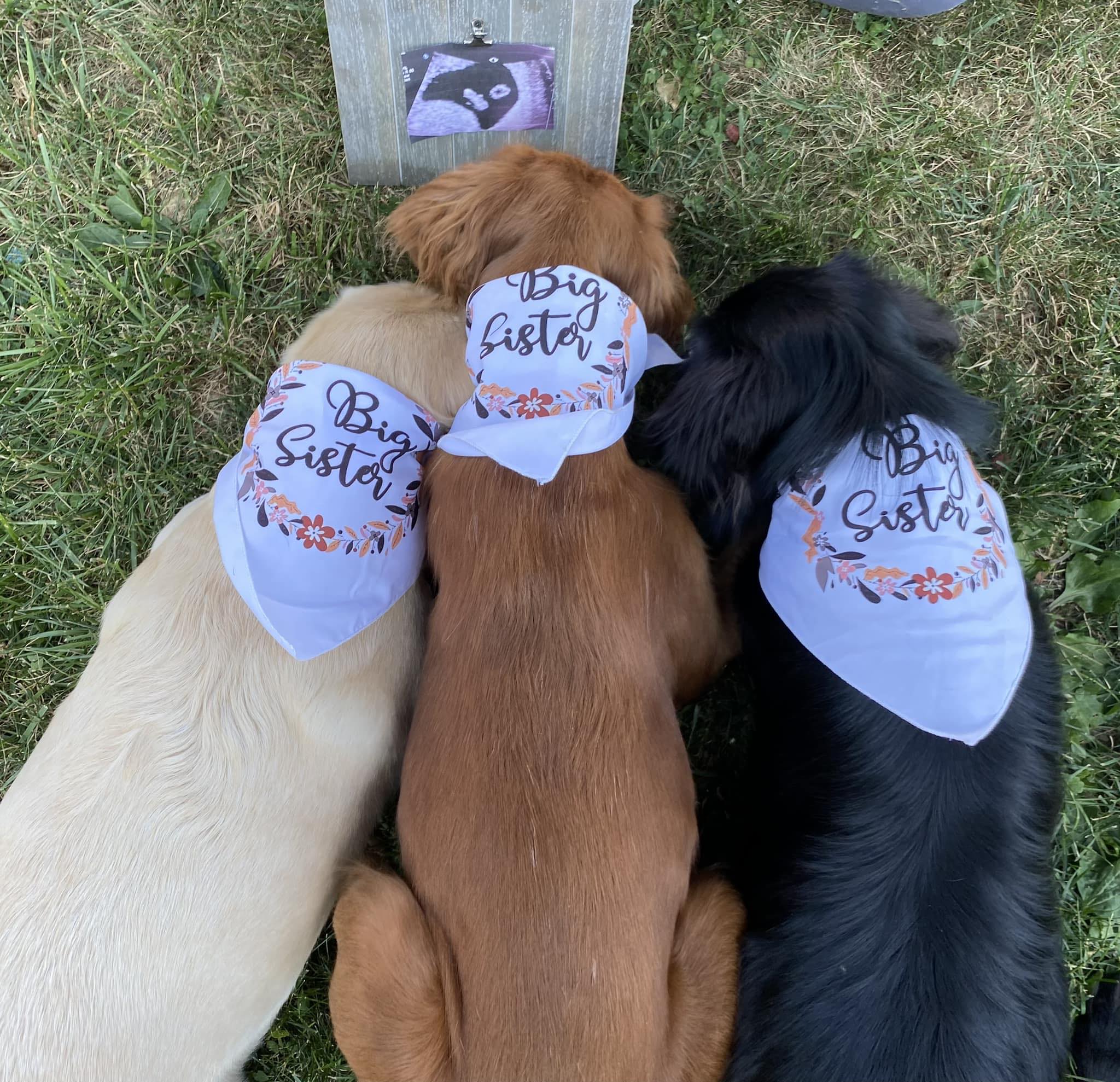 three dogs with bandanas lying