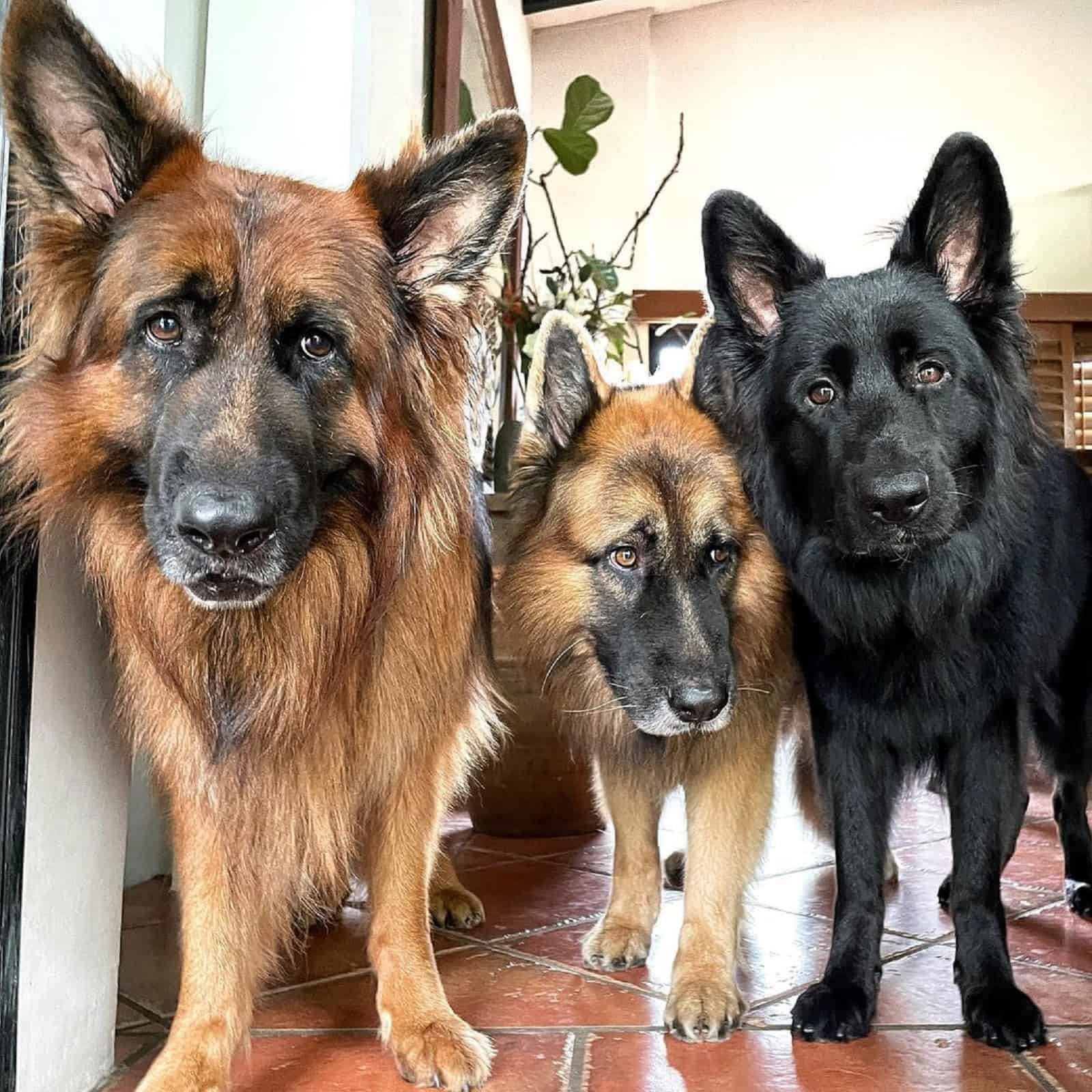 three german shepherd dogs looking at camera