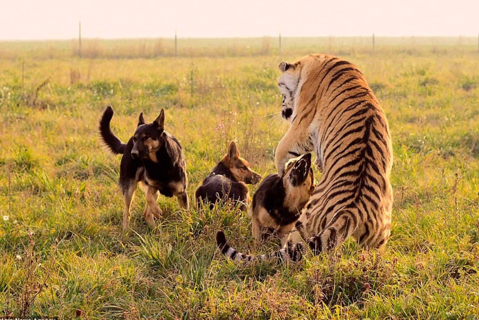 three german shepherd dogs playing with a tiger in  the grass