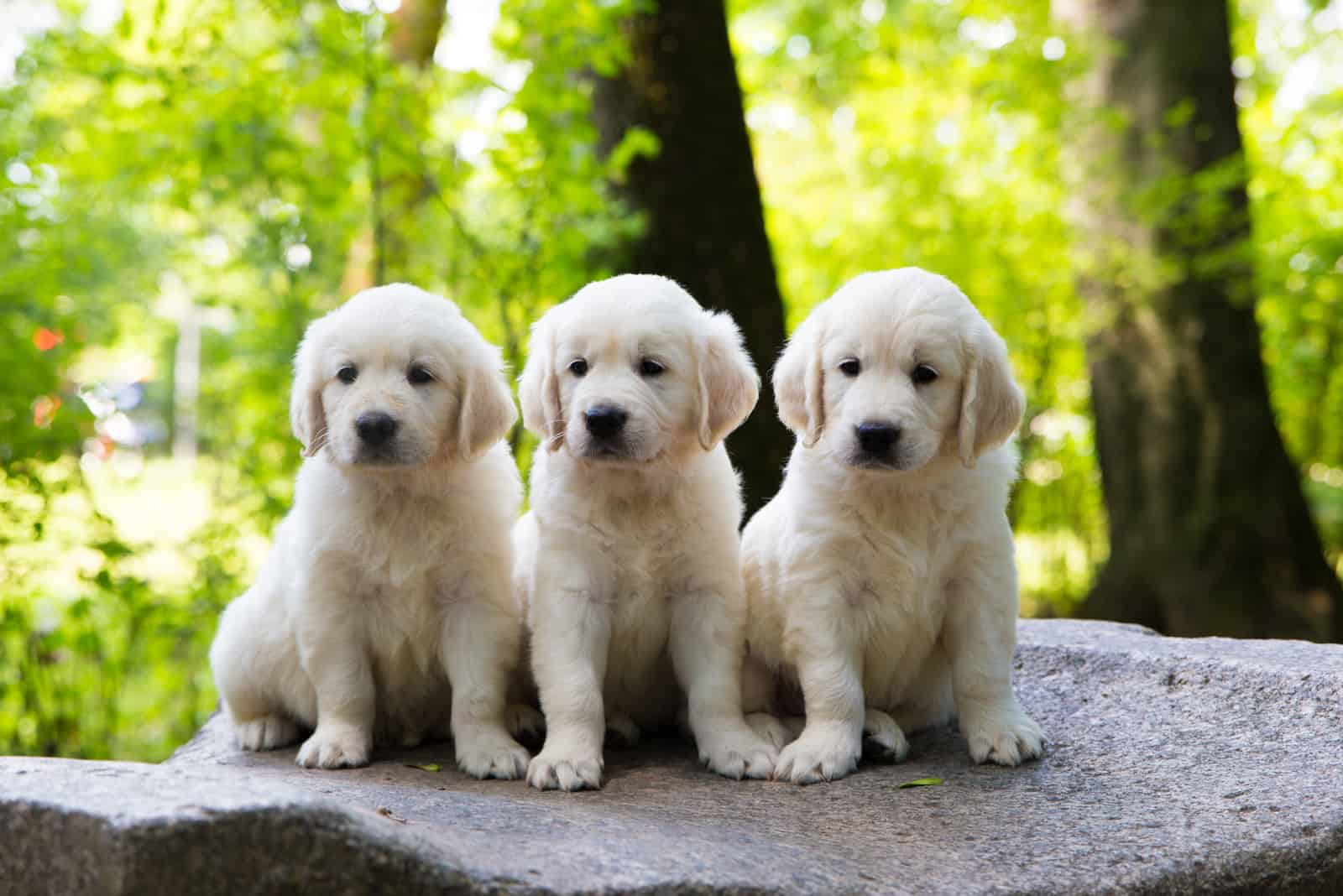 three golden retriever puppies