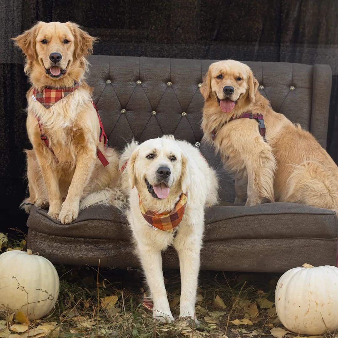 three golden retrievers