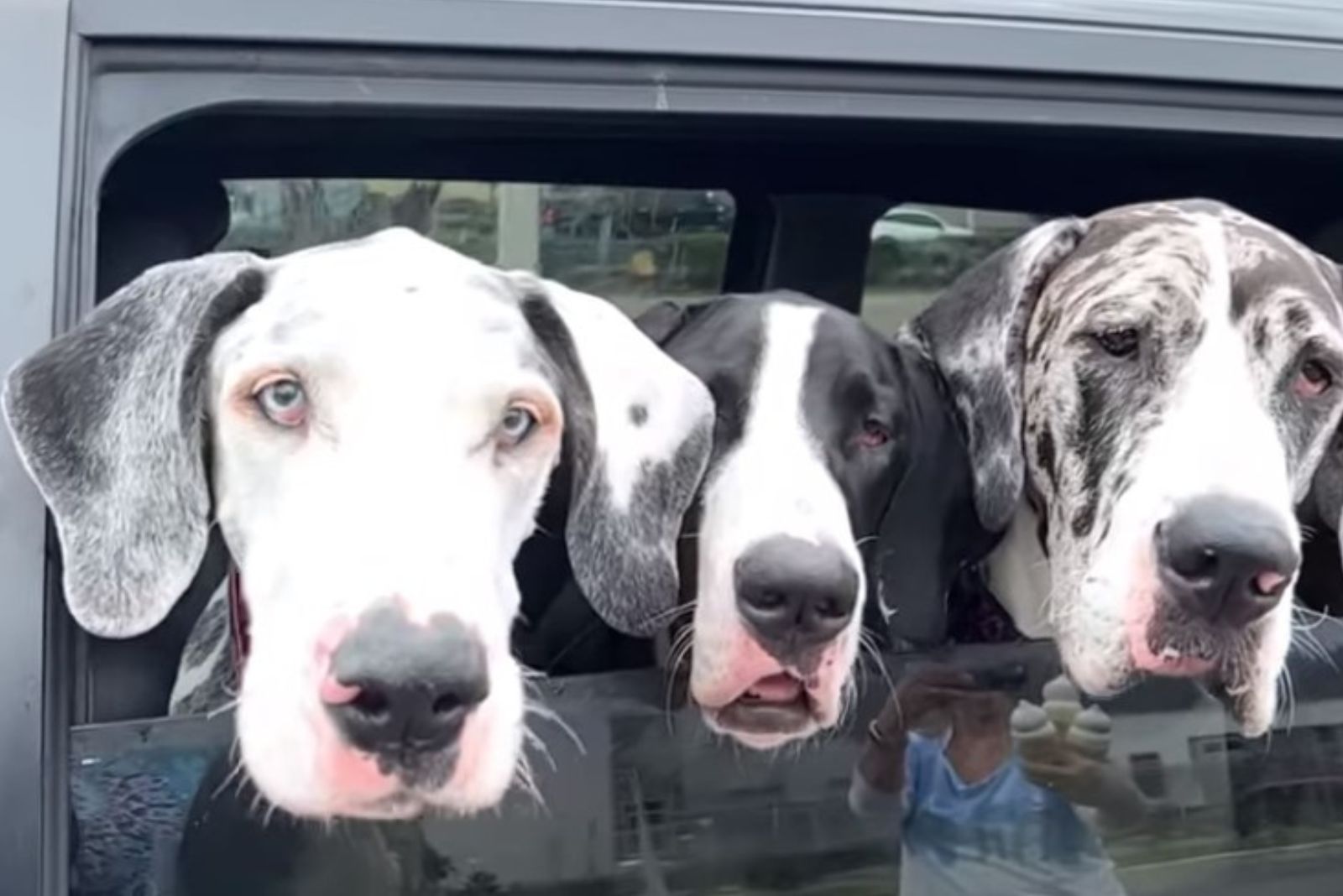 three great danes in a car